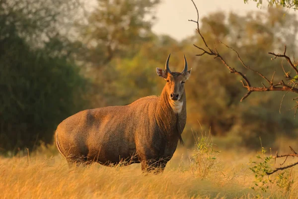 Eine Erwachsene Blaue Bulle Größte Antilope Indien Auch Nilgai Genannt — Stockfoto