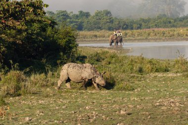 Bir boynuzlu gergedan, 6 Aralık 2016 'da Assam Hindistan' daki Kaziranga Ulusal Parkı 'nda fil safarisinde bataklık çayırlarında yürüyor ve turistler tarafından izleniyor..