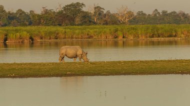 6 Aralık 2016 'da Assam Hindistan' ın ıslak topraklarında tek boynuzlu bir gergedan otlanıyor.