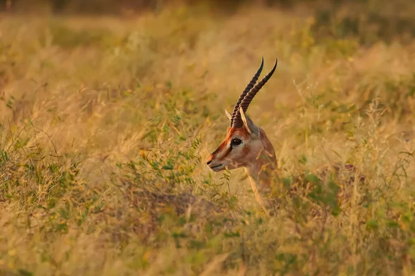 Ein Seitenporträt Einer Indischen Gazellenantilope Auch Chinkara Genannt Mit Schönen — Stockfoto