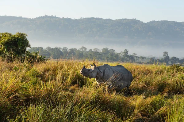 Однорогий Носорог Стоящий Пасущийся Среди Высокой Травы Национальном Парке Ассам — стоковое фото