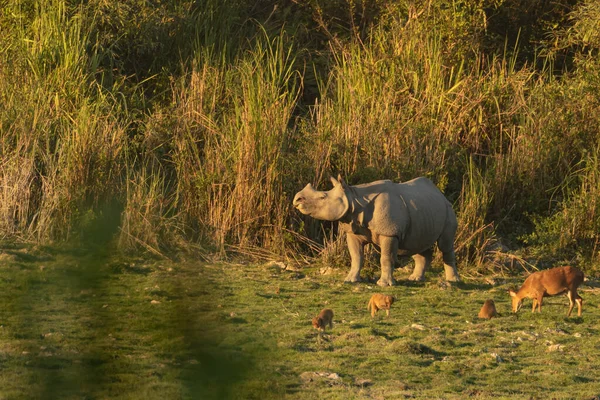 A one horned rhino standing with a hog deer and monkeys in the fore ground in a national park in Assam India on 6 December 2016