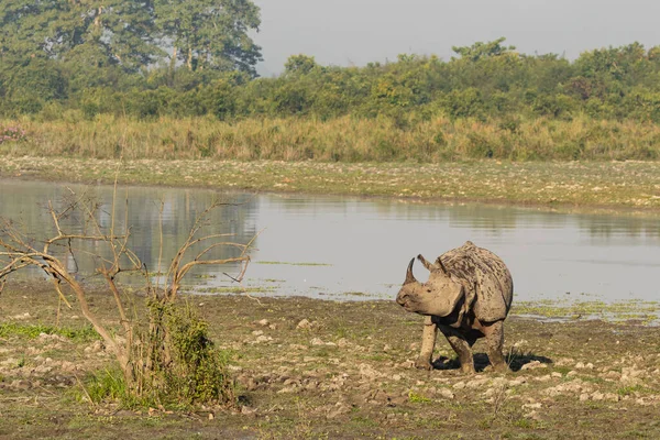 Один Рог Носорога Гуляет Болотистым Мокрым Землям Национального Парка Казиранга — стоковое фото