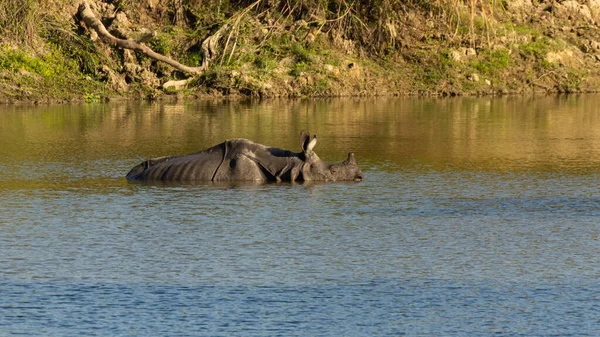 Eingehörntes Nashorn Dezember 2016 Einem Nationalpark Indischen Assam Blauem Wasser — Stockfoto