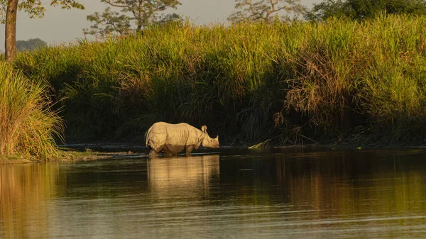 Изображение Однорогого Носорога Идущего Воде Национальном Парке Ассам Индия Декабря — стоковое фото