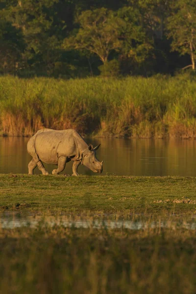 Один Рог Носорога Пасущийся Траве Влажных Землях Ассама Индия Декабря — стоковое фото