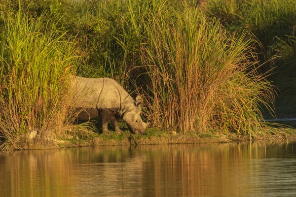 A one horned rhino standing and grazing at the banks of a lake and amidst tall grass around him in a national park in Assam India on 6 December 2016