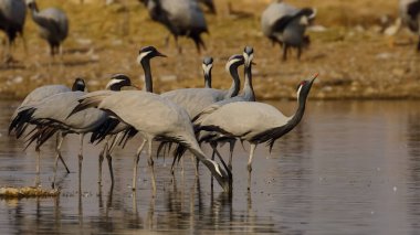 Hindistan 'da Jodhpur yakınlarındaki bir gölde su içen matmazel turna sürüsü.