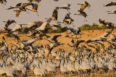 Grus Başak olarak da bilinen büyük matmazel turna sürüleri 24 Şubat 2018 'de Hindistan' ın Rajaspur kentindeki Jodhpur yakınlarındaki kış göçleri sırasında göç yerleri üzerinde uçuyorlar.