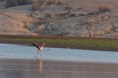 Hindistan 'ın başkenti Rajasthan' da Jawai adlı bir gölde sabah güneşinde havalanmak için suda koşan az gelişmiş bir flamingonun seçici odak görüntüsü.