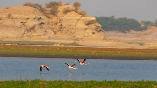 A flock of lesser flamingo in flight with their complete wing span open with beautiful colours at Jawai, Rajasthan India