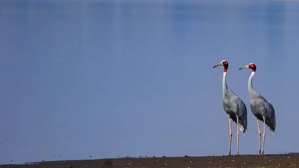 Para Pięknych Żurawi Sarus Stojących Razem Patrzących Tym Samym Kierunku — Zdjęcie stockowe