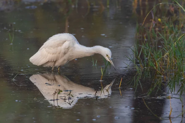 Une Image Sélective Une Aigrette Dimorphe Une Espèce Héron Debout — Photo