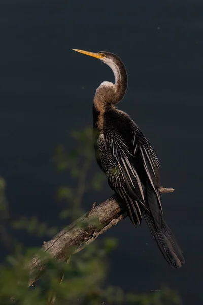 印度拉贾斯坦邦Bharatpur鸟类保护区的一个树枝上坐着一只名为 印度达人 的东方达人 该保护区也被称为 Keoloadev国家公园 — 图库照片
