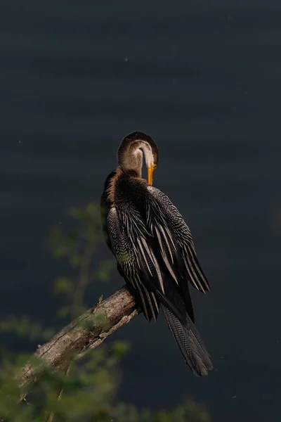 Darter Oriental También Llamado Darter Indio Situado Una Rama Árbol — Foto de Stock