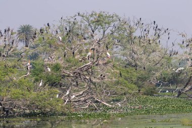 21 Kasım 2018 'de Hindistan' daki bir kuş barınağında tek bir ağaca yuva yapan boyanmış leylek sürüleri.