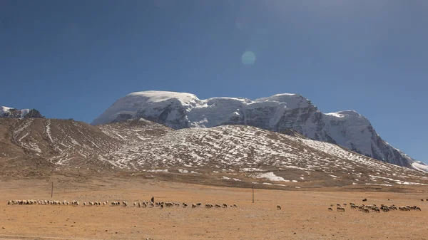 Een Shepard Wandelen Met Zijn Schapen Grazen Weiden Van Tibetaans — Stockfoto