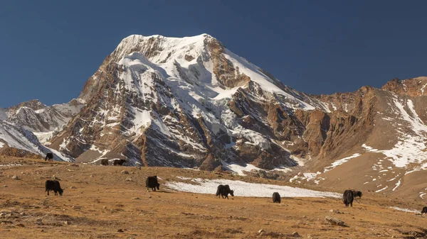 Skupina Jaků Stojící Pasoucí Loukách Vysoké Nadmořské Výšce Severní Sikkim — Stock fotografie