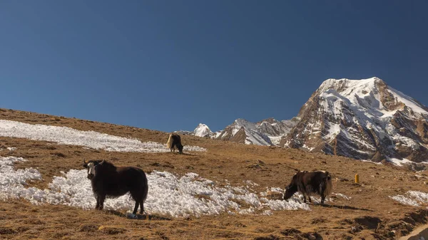 Skupina Jaků Stojící Pasoucí Loukách Vysoké Nadmořské Výšce Severní Sikkim — Stock fotografie