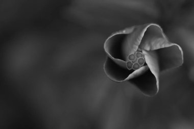 A Selective focus Abstract Macro image in monochrome of a hibiscus about to bloom clipart