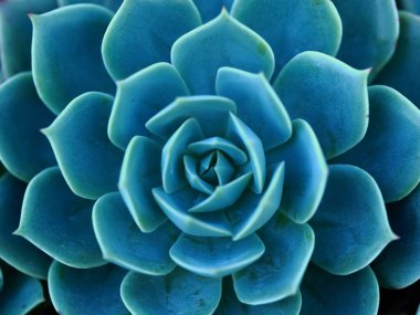 Sivri uçlu yapraklardan oluşan mükemmel bir kaktüs.