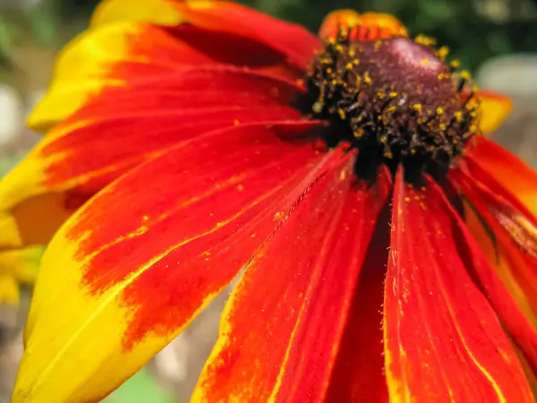 Selektywne Zbliżenie Ostrości Makro Obraz Kwiatu Czerwonymi Żółtymi Płatkami Pełnym — Zdjęcie stockowe