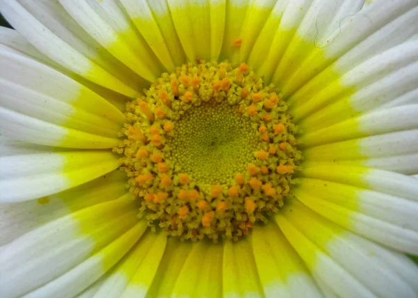 Selektywne Makro Ostrości Zbliżenie Multi Kolorowy Żywy Obraz Kwiatu Różnych — Zdjęcie stockowe