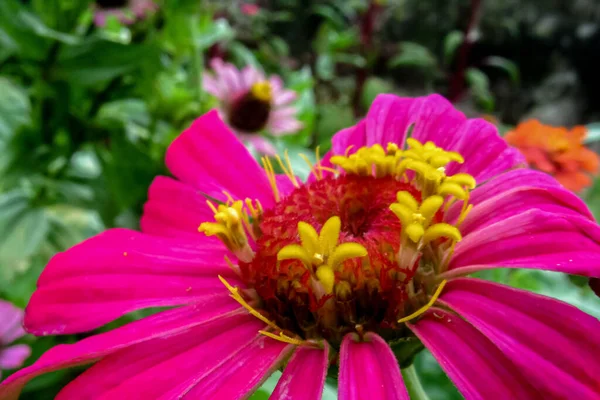 Selektywna Ostrość Makro Obraz Pąka Kwiatu Cynnii Żywymi Kolorami Rozmytym — Zdjęcie stockowe