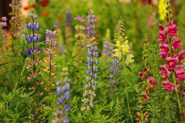 Canlı Renkleri Bulanık Arkaplanı Olan Çiçeklerin Seçici Odak Görüntüsü — Stok fotoğraf