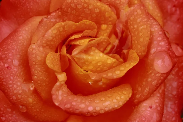 Foco Seletivo Imagem Macro Pétalas Rosa Com Gotas Água Sobre — Fotografia de Stock