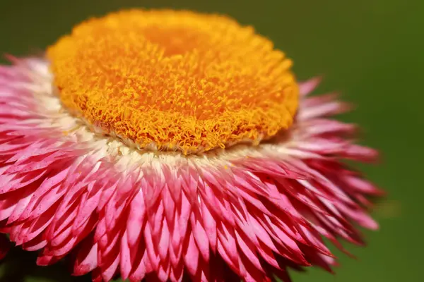 Zbliżenie Makro Wizerunek Piękny Różowy Kwiat Żółtym Stożkiem Górze Ciemnym — Zdjęcie stockowe