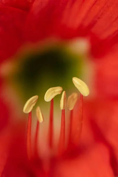 Kırmızı Zambak Çiçeğinin Seçici Odak Makro Resmi — Stok fotoğraf