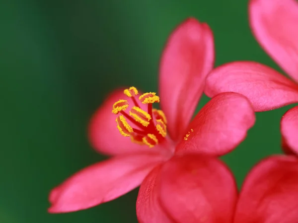 一种美丽的红花 黄色花粉落在花瓣上 背景模糊的宏观图像 — 图库照片