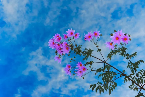 Beautiful Pink Flowers Branch Green Leaves Taken Low Angle Blue — Stock Photo, Image