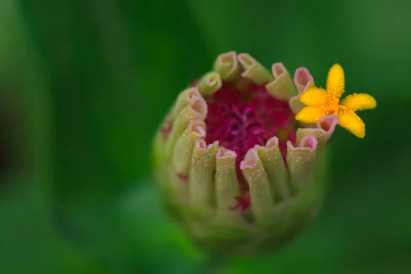 黄花花蕾的选择性聚焦宏观映像 — 图库照片