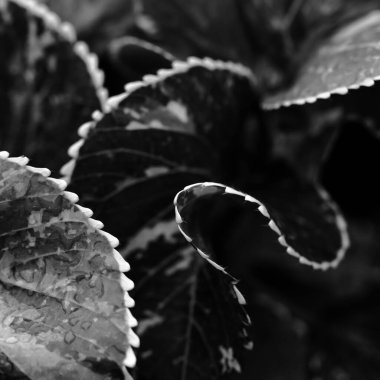 Tek renkli desenli beyaz uçlu yaprakların makrosu üzerine tıklanan yüzeysel bir alan derinliği