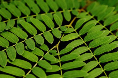 Yeşil yaprakların koyu arkaplan desenli soyut görüntüsü