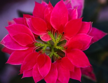 Seçici odak kırmızı yaprakların Makro resmini kapat ve bir kalıp oluştur