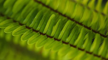 Eğreltiotu yapraklarının seçici odak makro soyut görüntüsü