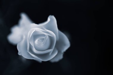 Paspas için tek renkli bir resim. Çerçevenin bir tarafında kasıtlı olarak beyaz bir gül taneciği, diğer tarafında ise mesaj yazmak için boş bırakılmış.