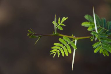 Bir demet yeşil yaprak ve uzun dikenler ve koyu arkaplan