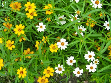 Renkli beyaz ve sarı çiçeklerin her tarafı yeşil yapraklarla kaplı bir bahçede çiçek açması.