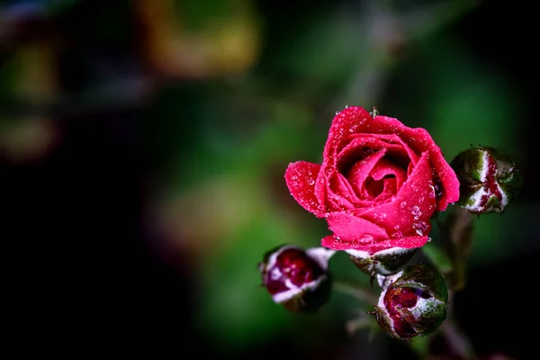 Ένα Ρηχό Βάθος Πεδίου Εικόνα Ενός Τριαντάφυλλου Λουλούδι Σταγονίδια Νερού — Φωτογραφία Αρχείου