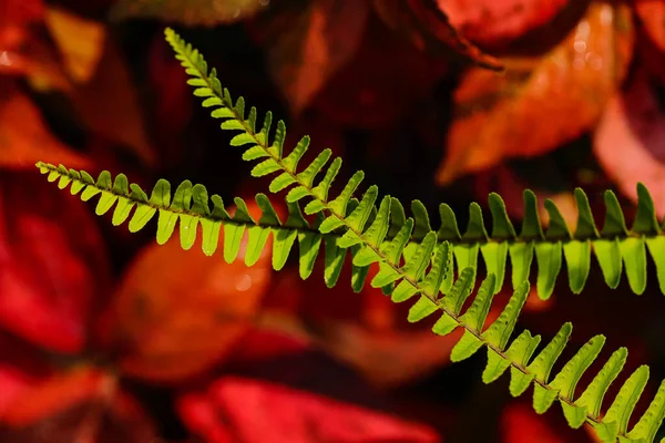 赤い背景を持つ2本のシダの葉の抽象的なマクロ画像 — ストック写真