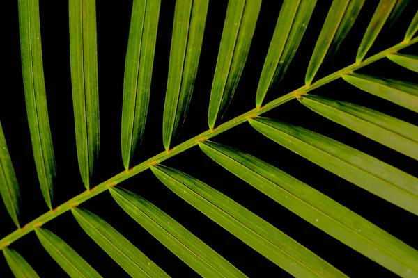 Зеленый Лист Пальмы Темным Фоном Узорами Нем — стоковое фото