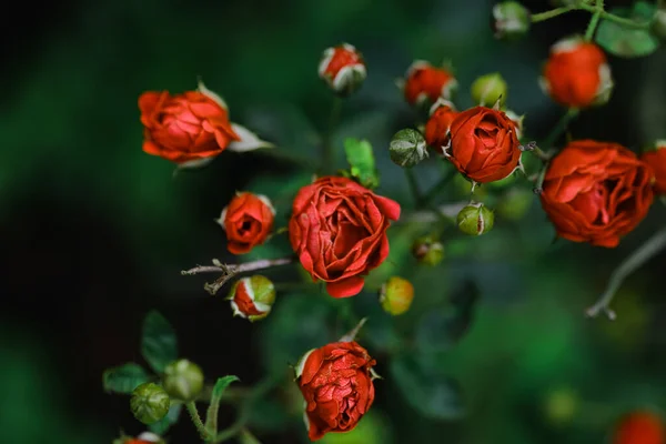 Una Imagen Macro Enfoque Selectivo Rosas Rojas Con Brotes Rosa — Foto de Stock