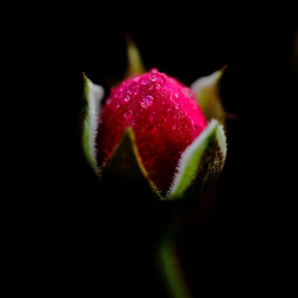 Bild Einer Rosenblütenknospe Mit Wassertropfen Darauf Und Dunklem Hintergrund — Stockfoto