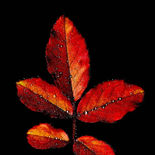 Enfoque Selectivo Macro Imagen Abstracta Las Hojas Rojas Con Gotas — Foto de Stock