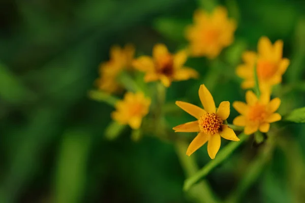 Żółte Kwiaty Rozmytym Zielonym Tle — Zdjęcie stockowe