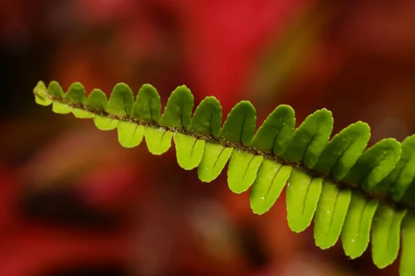 赤い背景に置かれたシダの葉の抽象的なマクロイメージ — ストック写真